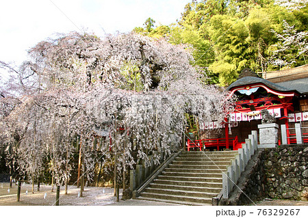 小川諏訪神社のシダレザクラ(福島県・いわき市) 小川諏訪神社のシダレザクラ(福島県・いわき市) 76329267