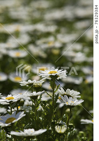 公園のノースポールの花が満開です。 76329384