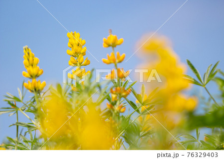 鹿児島県東串良町の柏原海岸のルーピン畑 満開の黄色いルピナス 鹿児島県東串良町の柏原海岸のルーピン畑 満開の黄色いルピナス 76329403