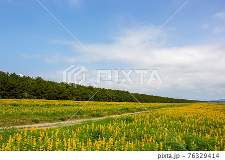 鹿児島県東串良町の柏原海岸のルーピン畑 満開の黄色いルピナス 鹿児島県東串良町の柏原海岸のルーピン畑 満開の黄色いルピナス 76329414