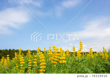 鹿児島県東串良町の柏原海岸のルーピン畑 満開の黄色いルピナスの写真素材