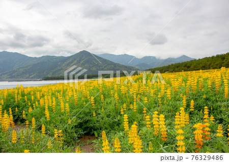 鹿児島県東串良町の柏原海岸のルーピン畑　満開の黄色いルピナス 76329486