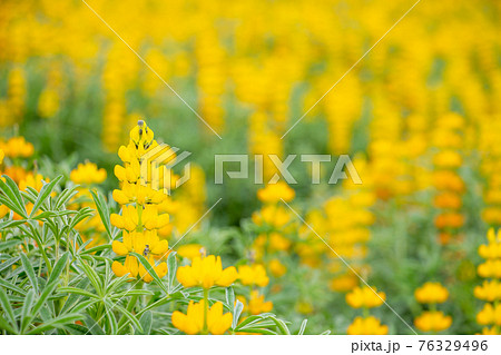 鹿児島県東串良町の柏原海岸のルーピン畑 満開の黄色いルピナスの写真素材
