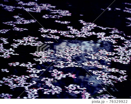 水に浮かぶ桜の花びら（はりまや橋公園のソメイヨシノの花筏） 76329922