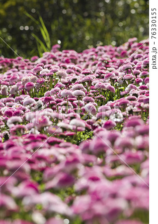 ピンク色のデイジー ヒナギク の花が咲いています 学名はbellis Perennisです の写真素材