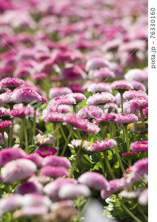 ピンク色のデイジー ヒナギク の花が咲いています 学名はbellis Perennisです の写真素材