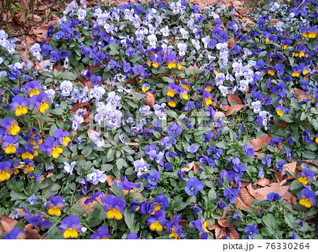 色々な種類の紫色のビオラの花 色々な種類の紫色のビオラの花 76330264