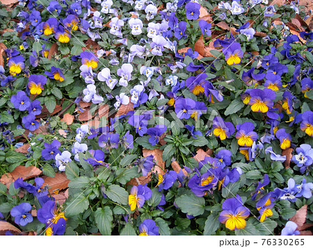 色々な種類の紫色のビオラの花の写真素材