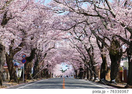 夜の森公園の桜(福島県・富岡町) 夜の森公園の桜(福島県・富岡町) 76330367