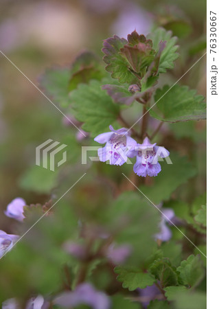 カキドオシの花 76330667