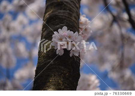 桜と樹木 76330669