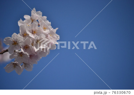青空と桜 76330670