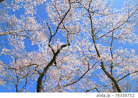 小高神社の桜（福島県・南相馬市） 76330752