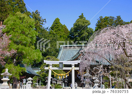 小高神社の桜(福島県・南相馬市) 小高神社の桜(福島県・南相馬市) 76330755