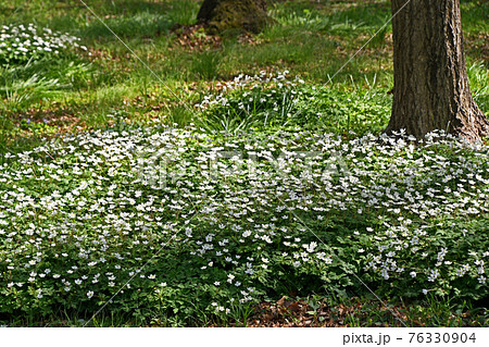 群生するニリンソウ(二輪草) 群生するニリンソウ(二輪草) 76330904