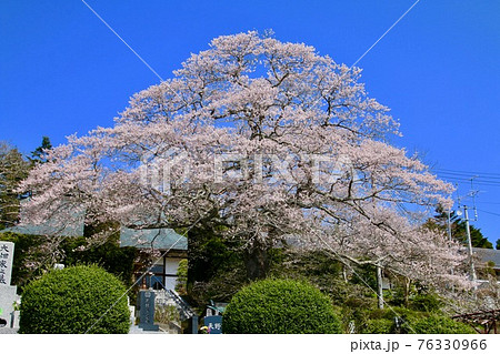 浄円寺の桜（福島県・南相馬市） 76330966