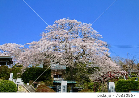 浄円寺の桜（福島県・南相馬市） 76330967