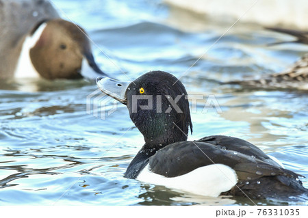 キンクロハジロ 76331035