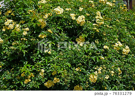 モッコウバラ(木香薔薇) モッコウバラ(木香薔薇) 76331279