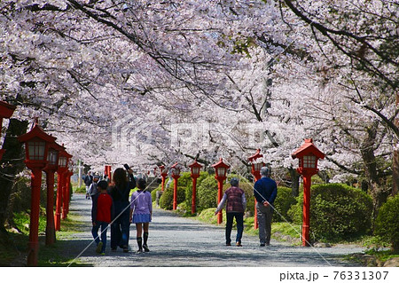 涼ケ岡八幡神社の桜（福島県・相馬市） 76331307