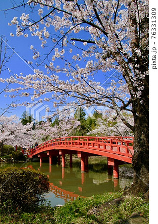 涼ケ岡八幡神社の桜(福島県・相馬市) 涼ケ岡八幡神社の桜(福島県・相馬市) 76331309