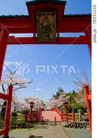 涼ケ岡八幡神社の桜（福島県・相馬市） 76331310