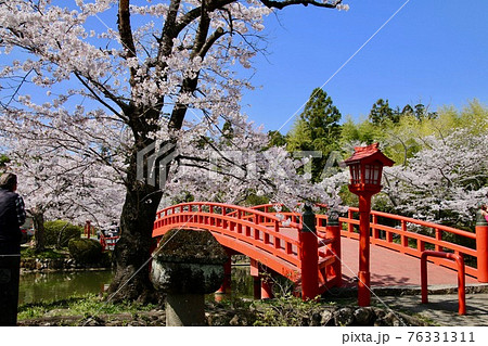 涼ケ岡八幡神社の桜(福島県・相馬市) 涼ケ岡八幡神社の桜(福島県・相馬市) 76331311