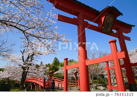 涼ケ岡八幡神社の桜(福島県・相馬市) 涼ケ岡八幡神社の桜(福島県・相馬市) 76331315