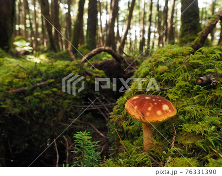 北八ヶ岳・白駒池の森のオオキノボリイグチ 北八ヶ岳・白駒池の森のオオキノボリイグチ 76331390