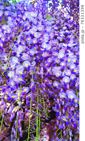 フジの花と青空の風景(2021年4月) フジの花と青空の風景(2021年4月) 76331398