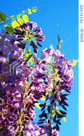 フジの花と青空の風景(2021年4月) フジの花と青空の風景(2021年4月) 76331400