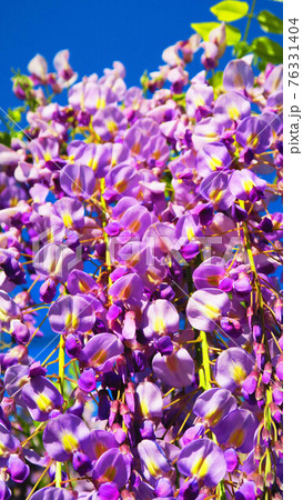 フジの花と青空の風景(2021年4月) フジの花と青空の風景(2021年4月) 76331404