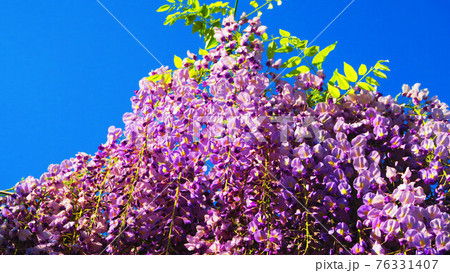 フジの花と青空の風景(2021年4月) フジの花と青空の風景(2021年4月) 76331407