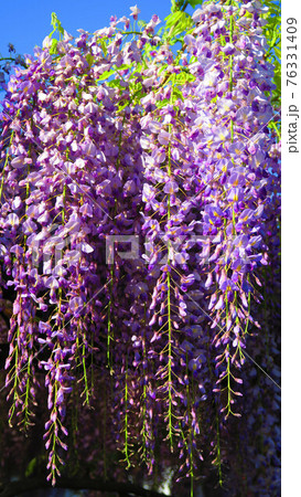 フジの花と青空の風景(2021年4月) フジの花と青空の風景(2021年4月) 76331409