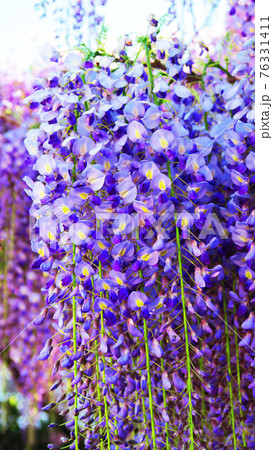 フジの花と青空の風景（2021年4月） 76331411