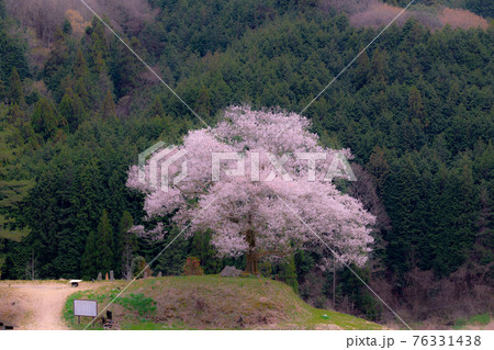 広島県神石高原町にある神宮寺のエドヒガンザクラ 76331438