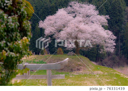 広島県神石高原町にある神宮寺のエドヒガンザクラ 広島県神石高原町にある神宮寺のエドヒガンザクラ 76331439