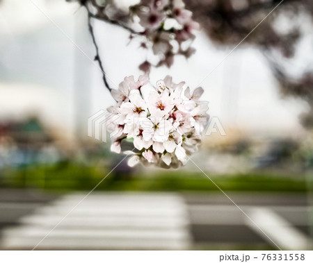 満開の桜が一つの球体に見えるように咲いている 76331558