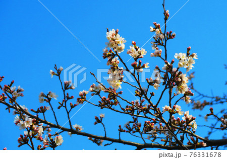桜の花と青空の風景 76331678