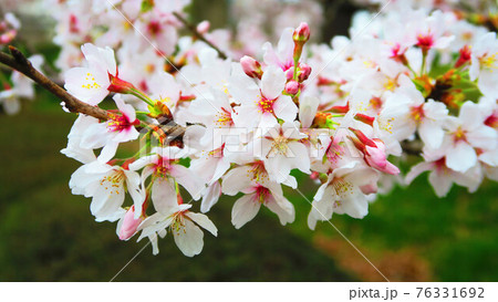 桜の花の風景 桜の花の風景 76331692