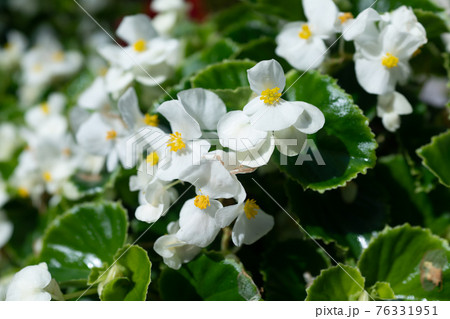 白色のベゴニアの花 白色のベゴニアの花 76331951