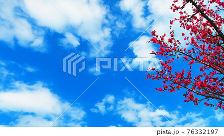 紅梅と青空の風景 紅梅と青空の風景 76332197