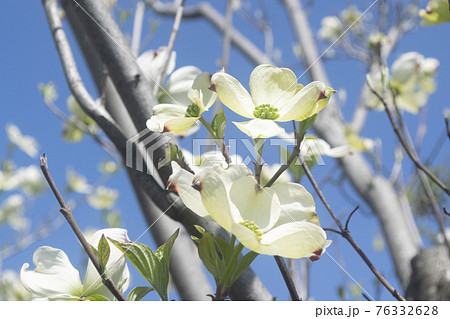 ハナミズキ ⭐️ 白花 ⭐️ 花付き最高のボリューム株 4.18撮影 満開の