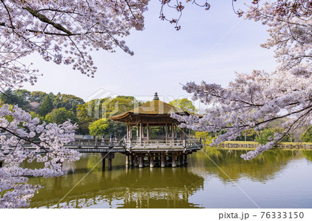 奈良公園 桜満開の浮御堂 奈良公園 桜満開の浮御堂 76333150