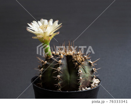 Cactus flower light yellow colours full bloom gymnocalycium cactus flowers Cactus flower light yellow colours full bloom gymnocalycium cactus flowers 76333341