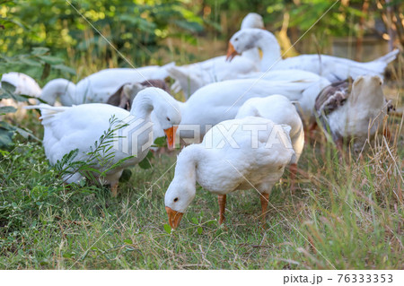 Group white goose is walking in garden Group white goose is walking in garden 76333353