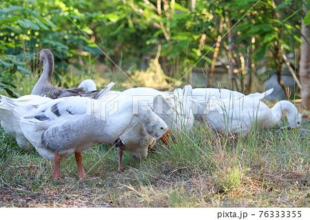 Group white goose is walking in garden Group white goose is walking in garden 76333355