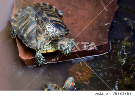 Close up the Red-eared slider turtle is pet and stay on the rock and in water Close up the Red-eared slider turtle is pet and stay on the rock and in water 76333363