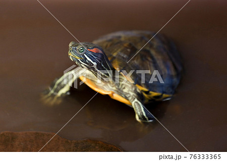 Close up the Red-eared slider turtle is pet and stay on the water Close up the Red-eared slider turtle is pet and stay on the water 76333365