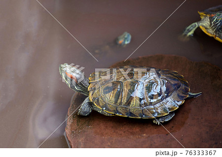 Close up the Red-eared slider turtle is pet and stay on the rock and in water Close up the Red-eared slider turtle is pet and stay on the rock and in water 76333367